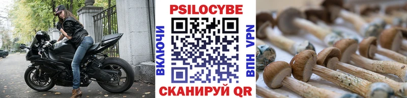 Купить  Бакал  Псилоцибиновые грибы Psilocybe 