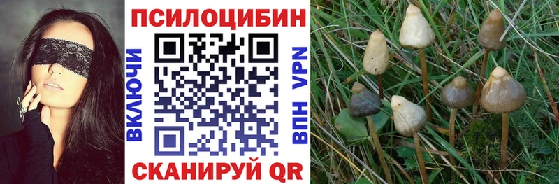 Псилоцибиновые грибы Cubensis Бакал